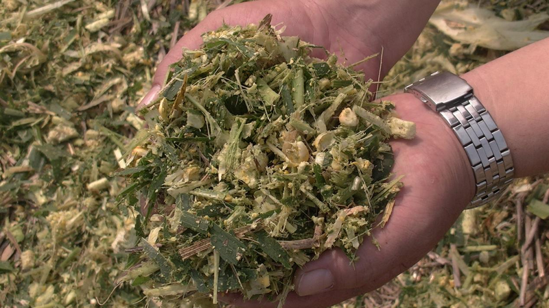 牧澤4QZ-18A的收獲青飼的破碎效果展示