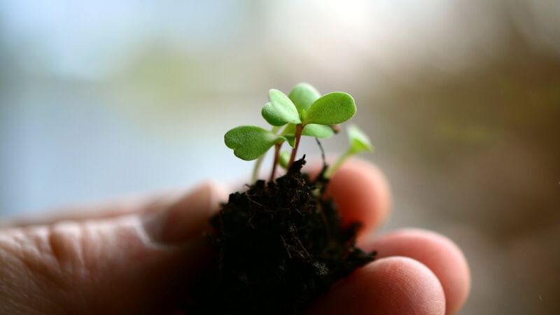 plant-4036191_1920-1280x720.jpg