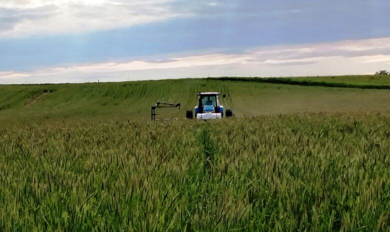 29143 planting corn green.jpg